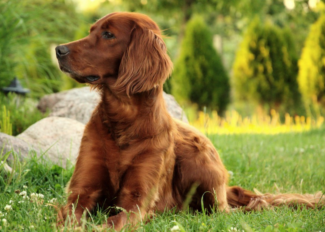 #51. Irish setter (tie)